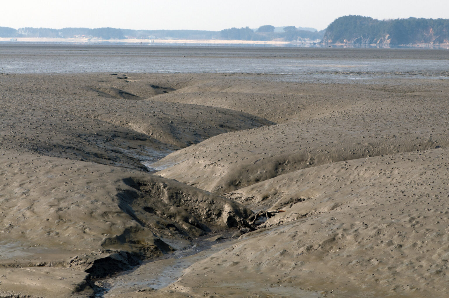 ゲボル、韓国の干潟 世界遺産を学ぶ